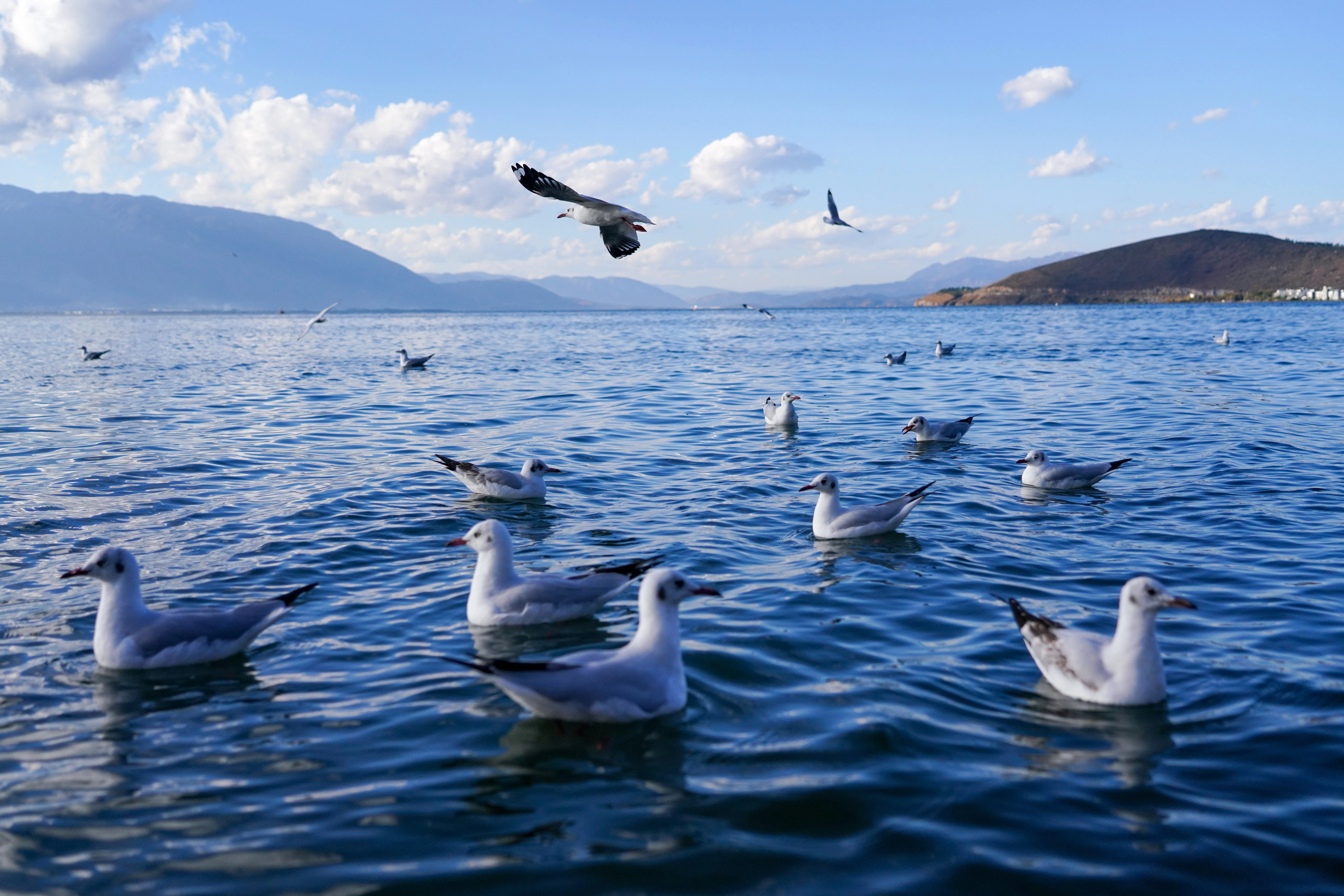 大理州负氧离子浓度、环境空气质量及洱海指数情况
