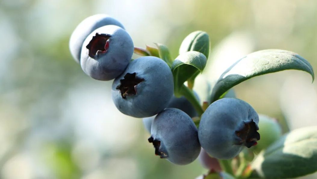 “莓”好预警！“蓝胖子”挂满枝，产值直冲150万→