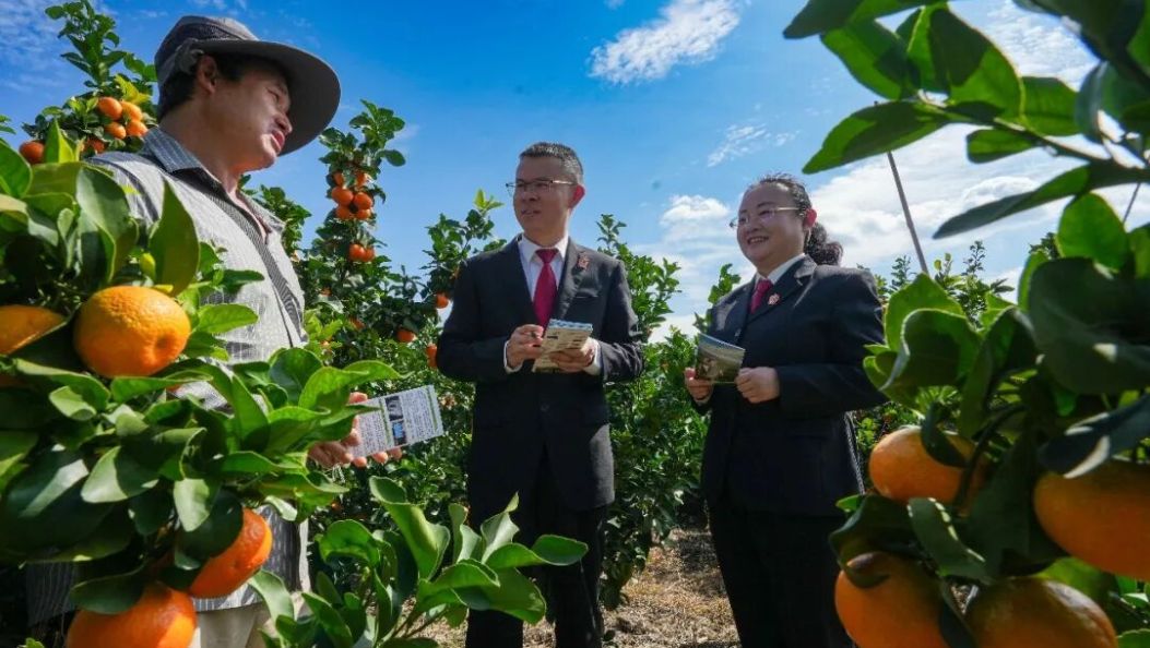 宾川：柑橘地里“开法庭”