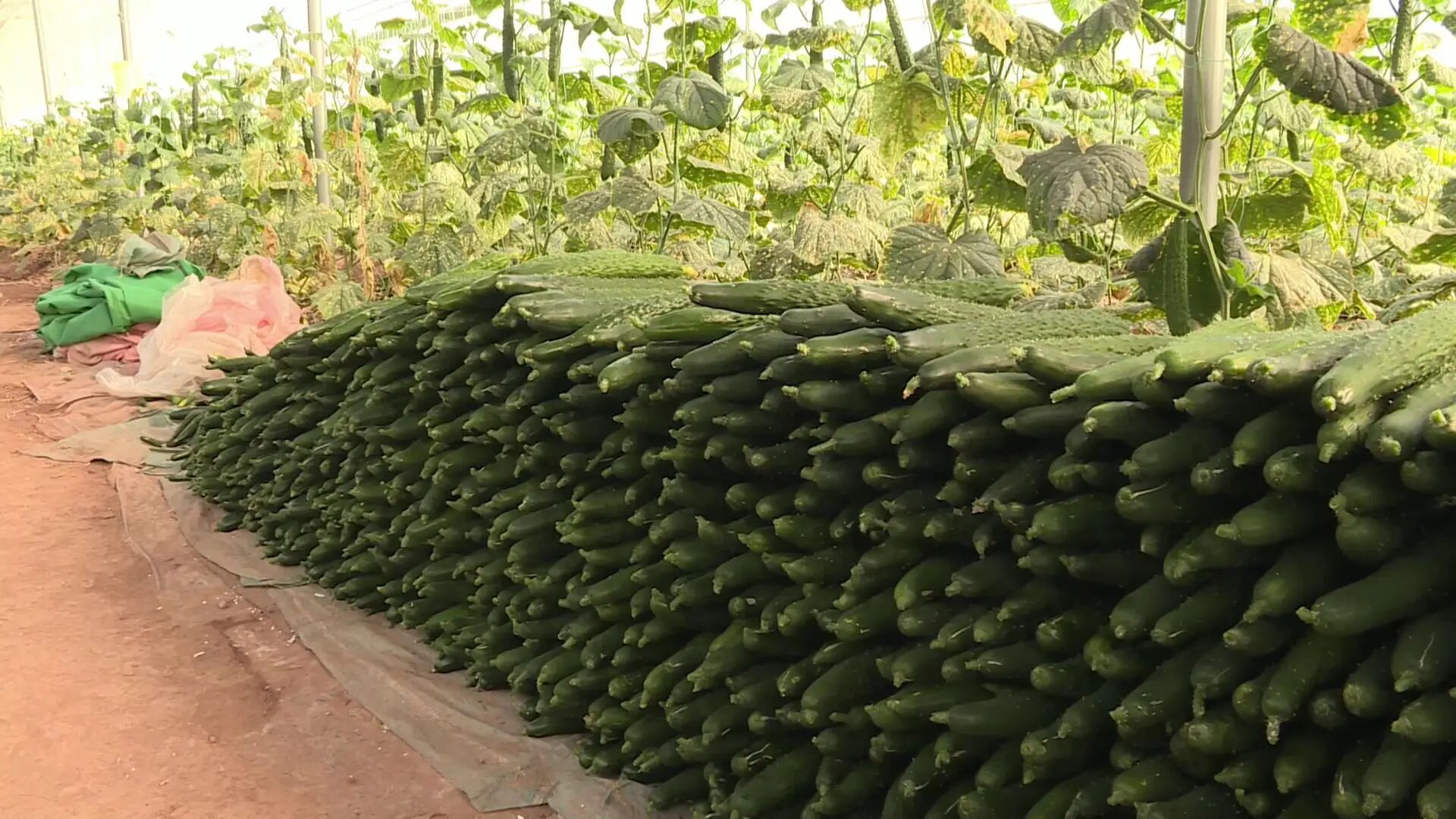 户均净赚9万余元！大理这个村 “双绑” 模式结硕果