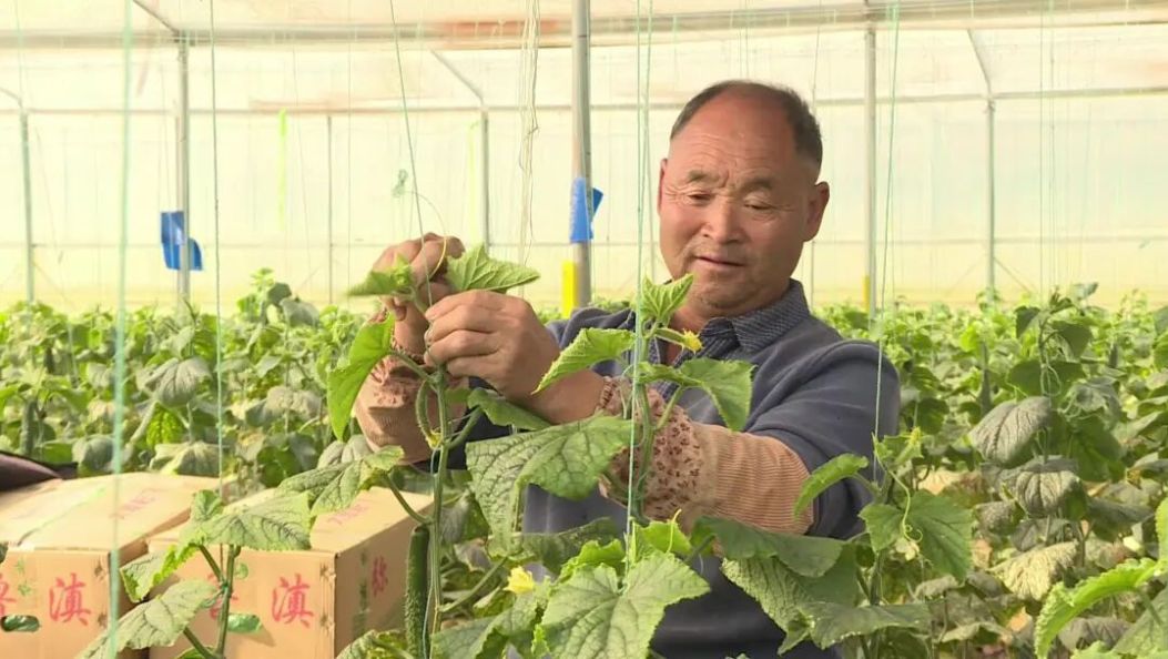 户均净赚9万余元！大理这个村 “双绑” 模式结硕果