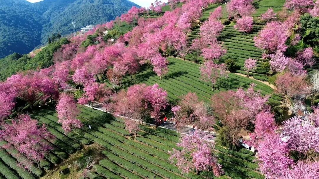 别再等了！全国游客已抵达大理，只为打卡这片茶山上的“粉红春天”
