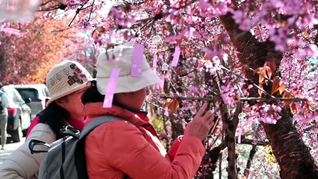 别再等了！全国游客已抵达大理，只为打卡这片茶山上的“粉红春天”