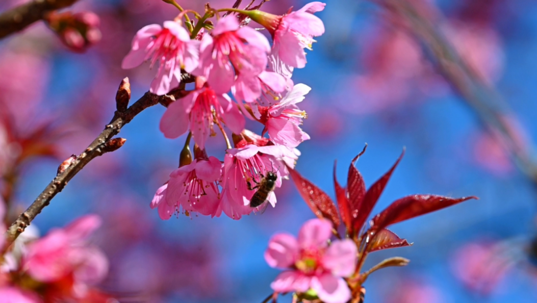 心动预警！大理这份粉色浪漫太治愈了
