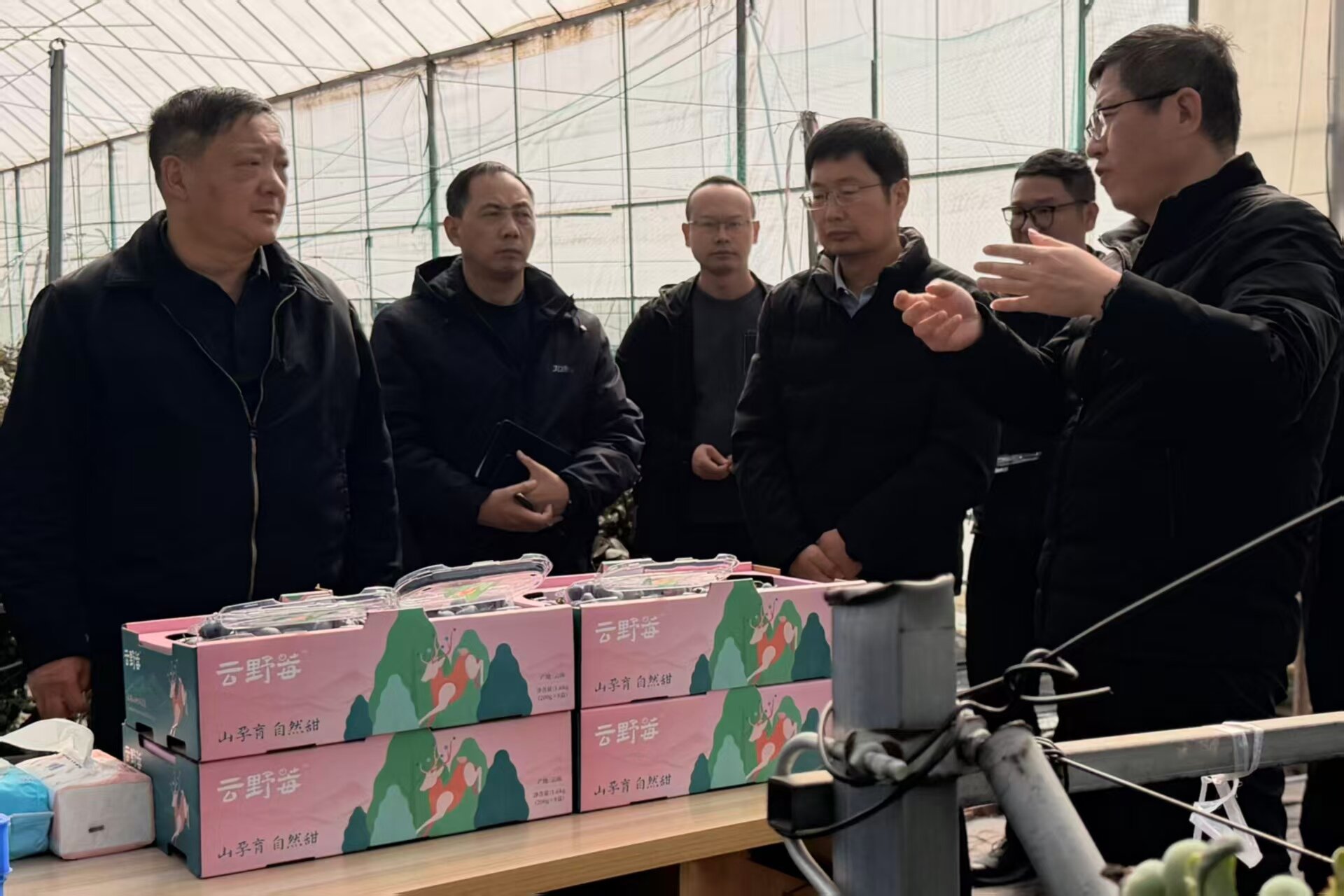 1767506149667924.jpg 1月1日,杨国宗在巍山县同心村蓝莓种植基地,详细了解产业发展、企业运营情况_proc.jpg