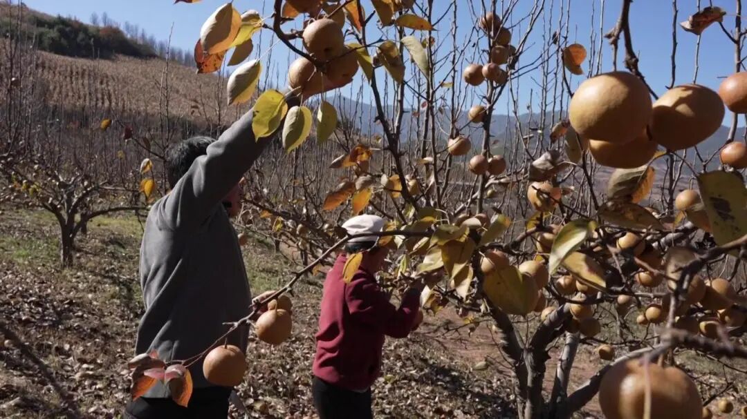 麦地湾梨“变形记”：从田间鲜果到舌尖佳酿，小梨子撬动大产业→