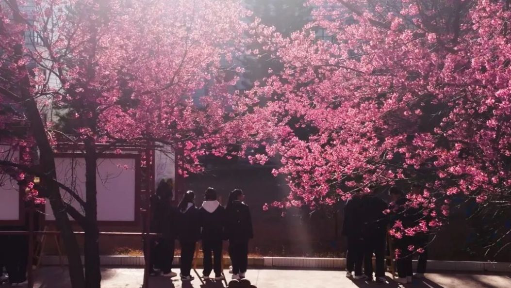 粉了！大理这所校园，主打一个“浪漫学习法”