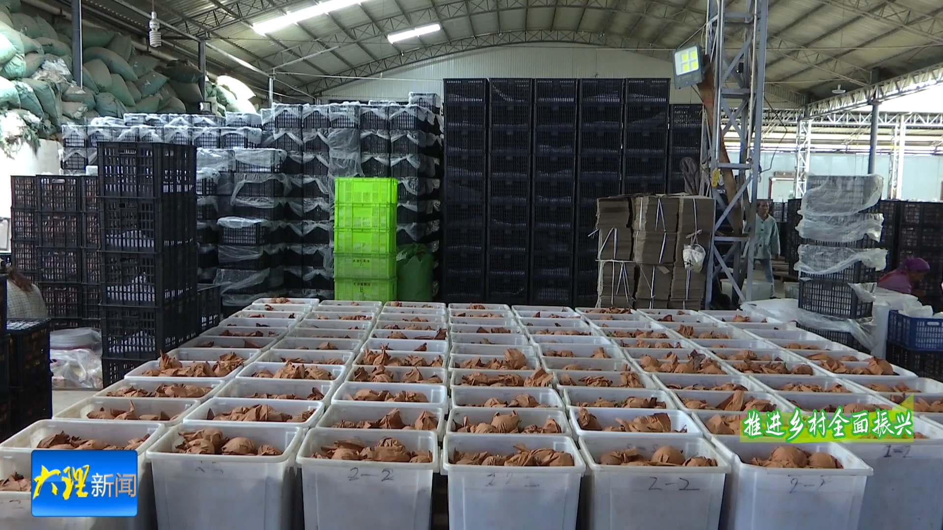 云龙：麦地湾梨精深加工延长产业链