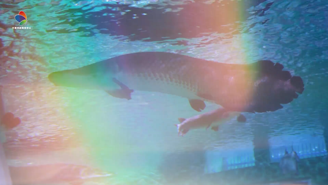 大理海洋馆