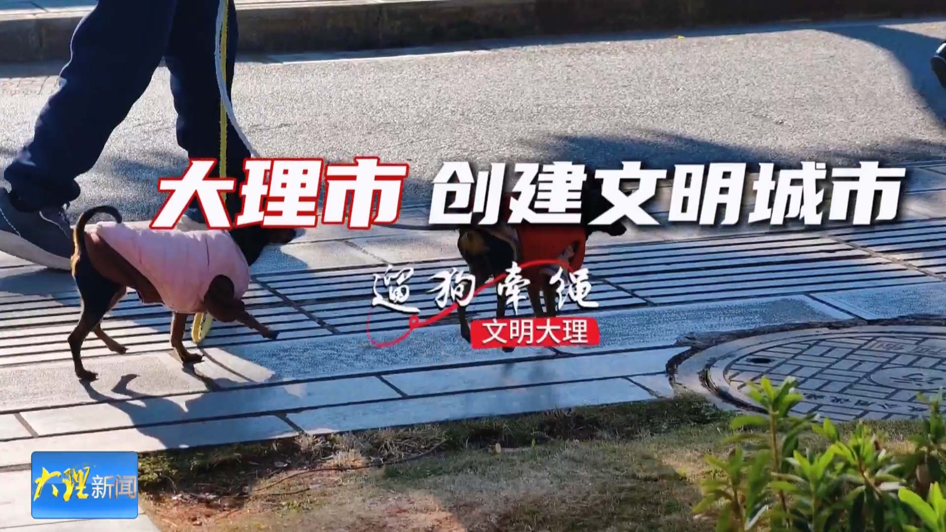 大理市创建文明城市专栏：关注“遛狗牵绳”