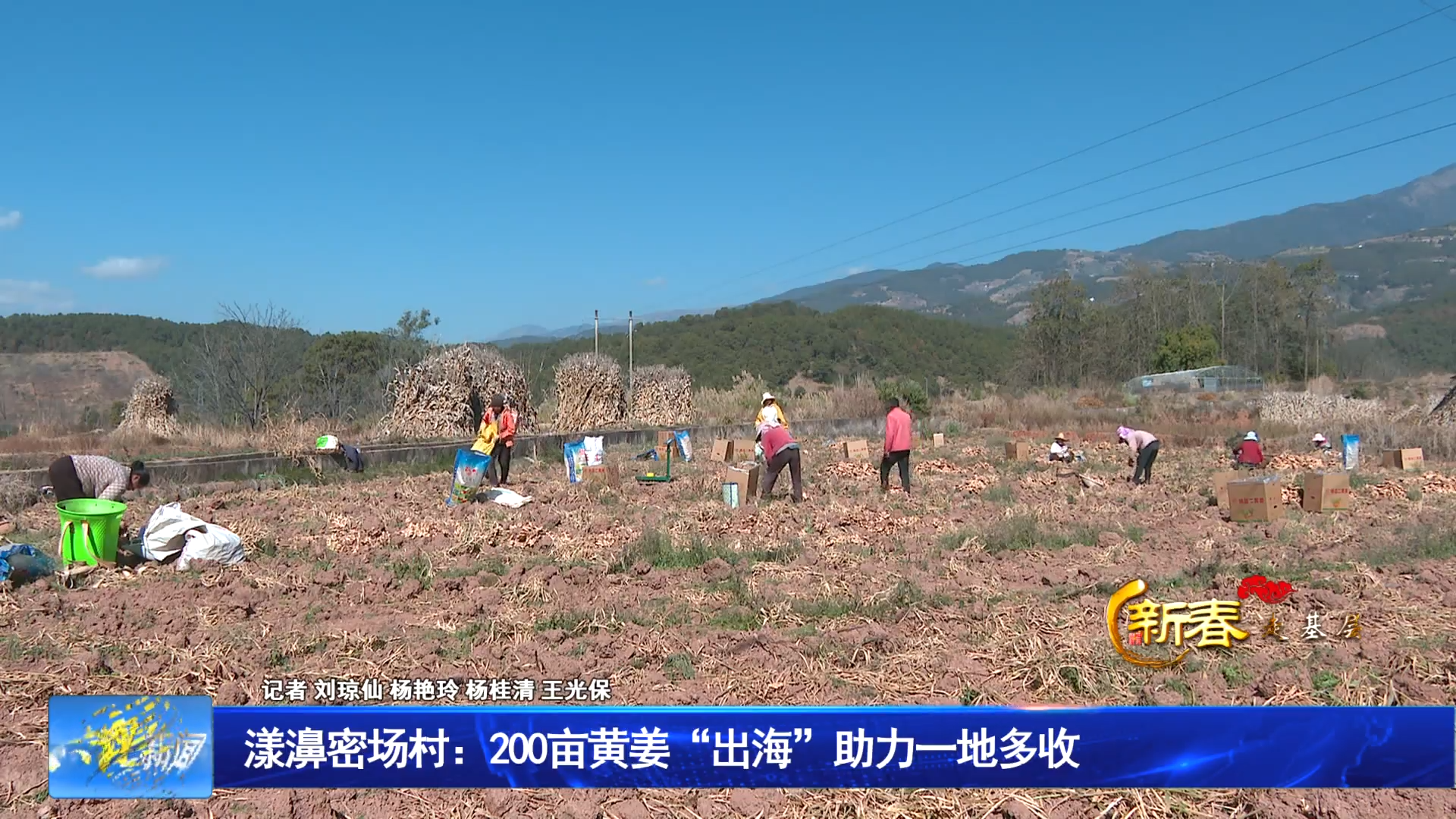 漾濞密场村：200亩黄姜“出海”助力一地多收
