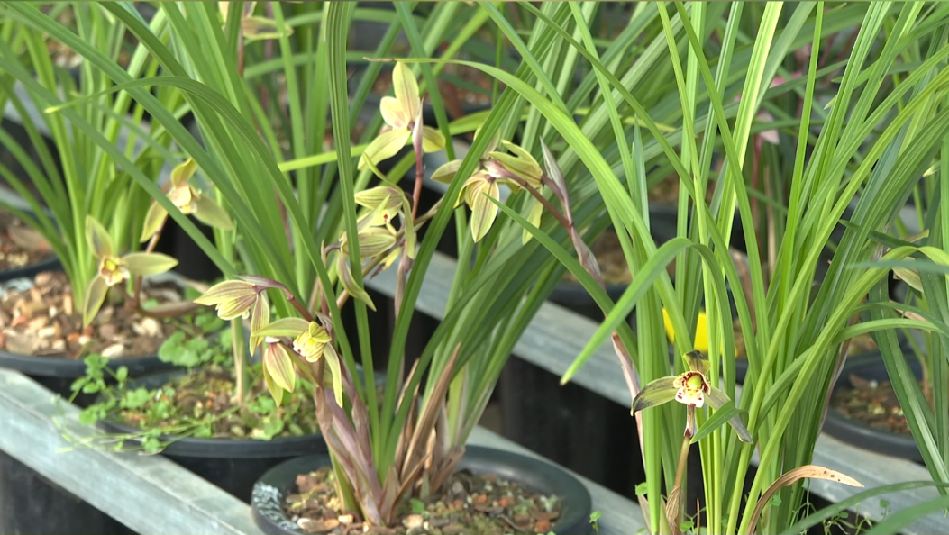 鹤庆县：让兰花的“美丽颜值”转化为富民强县的“经济价值”#美丽颜值#兰花经济