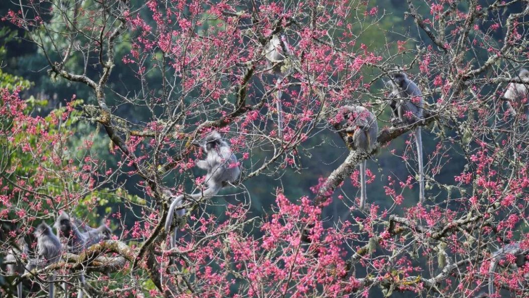 满树都是猴！景东无量山上，印支灰叶猴组团吃“花宴”