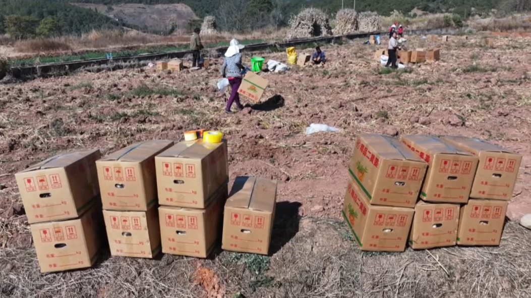 即将出口欧洲！大理小小村庄有 “姜” 来