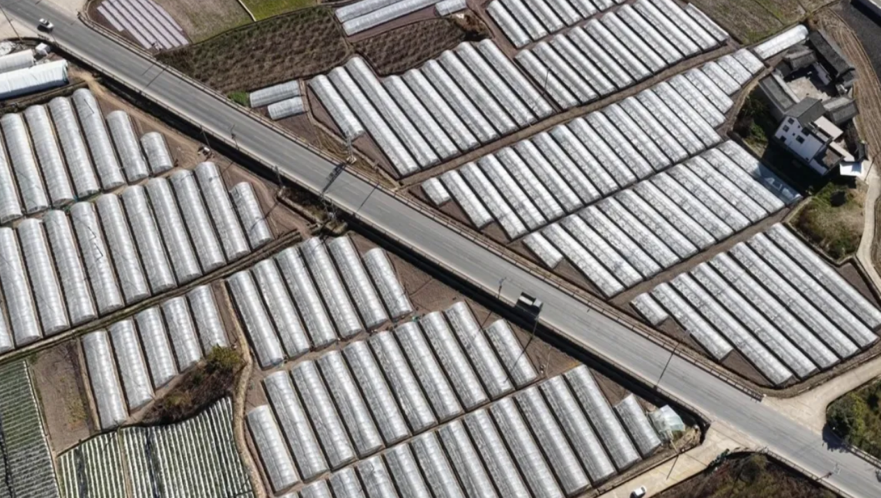 寒冬腊月，这里的瓜棚却热火朝天~