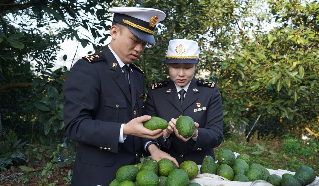 云南孟连牛油果首次出口东盟市场