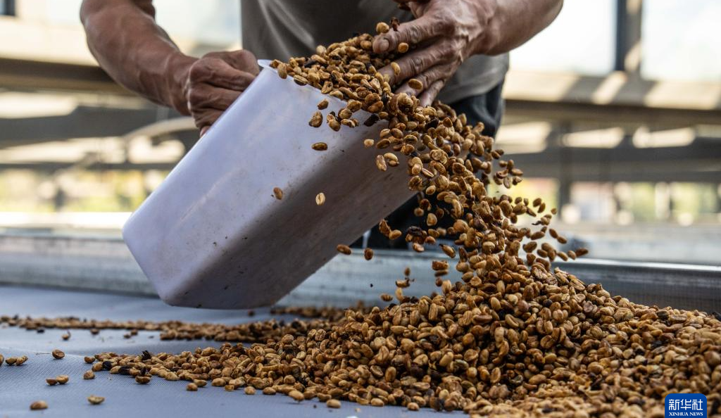 云南临沧：构建咖啡“从种到杯”全产业链