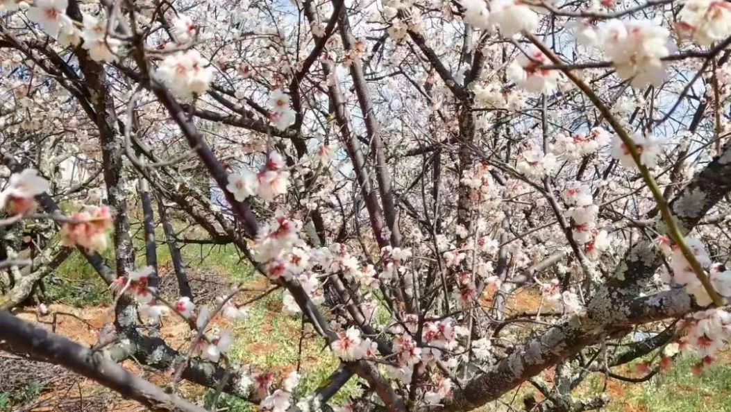 免费开放！有种“梅”好，叫做“洱宝”