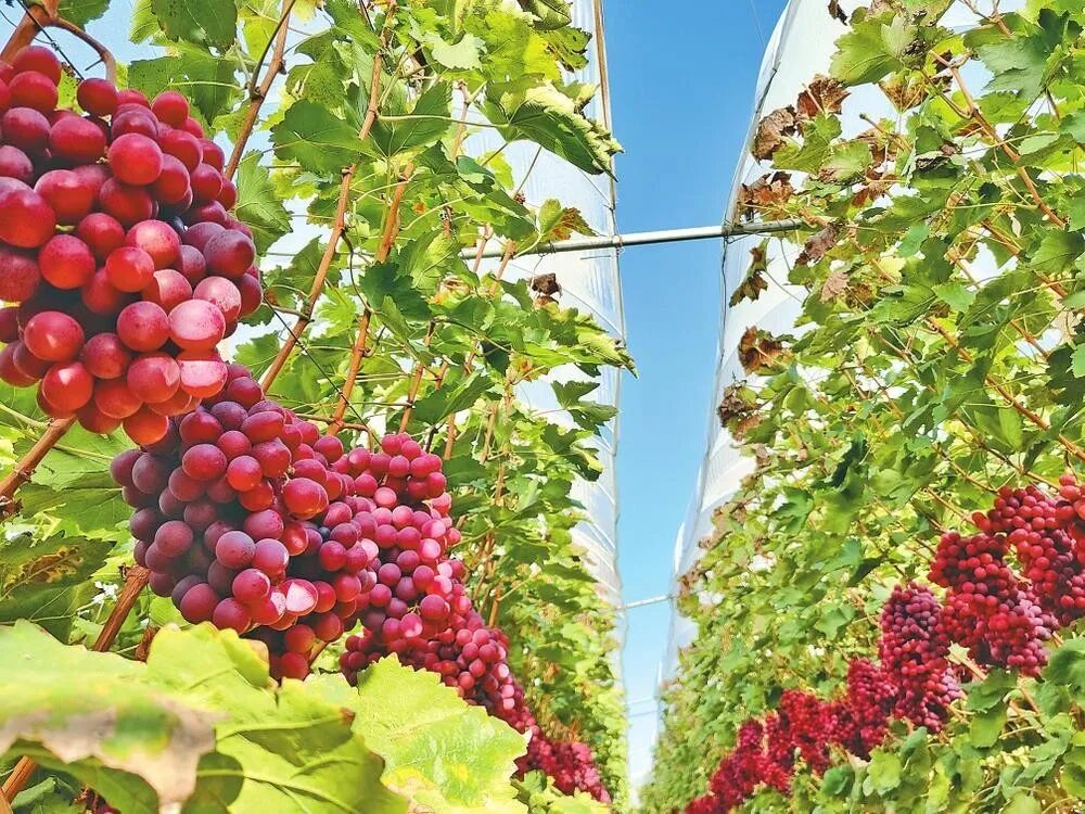 年产值破118亿，宾川靠一颗果子“甜”透国际市场