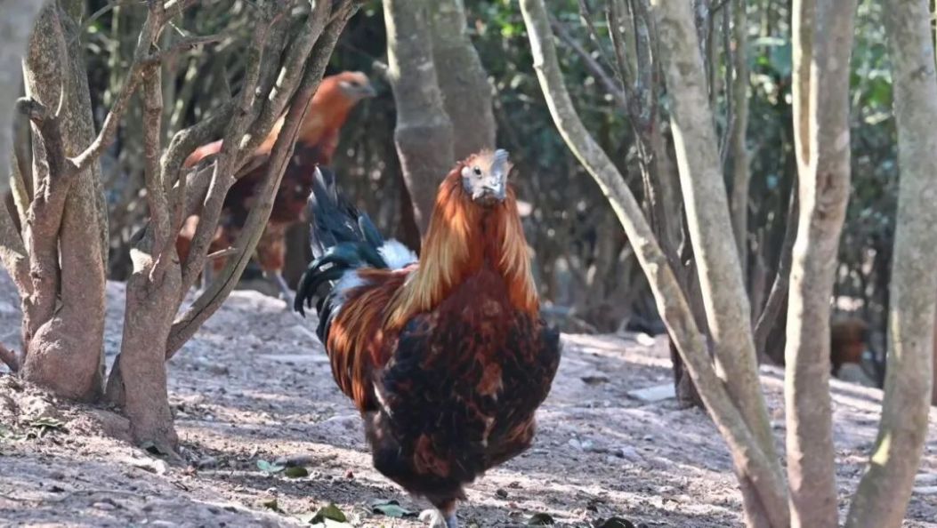 鲜！今年年夜饭就它了！南涧无量山乌骨鸡，“大吉大利”~