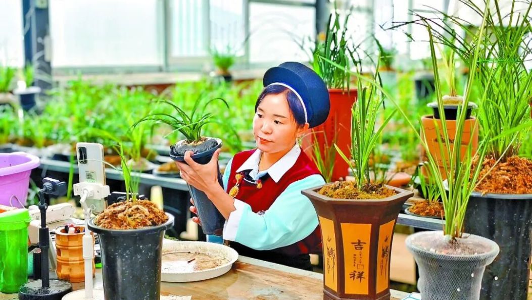 “家人们，这盆兰花品相特别好！”