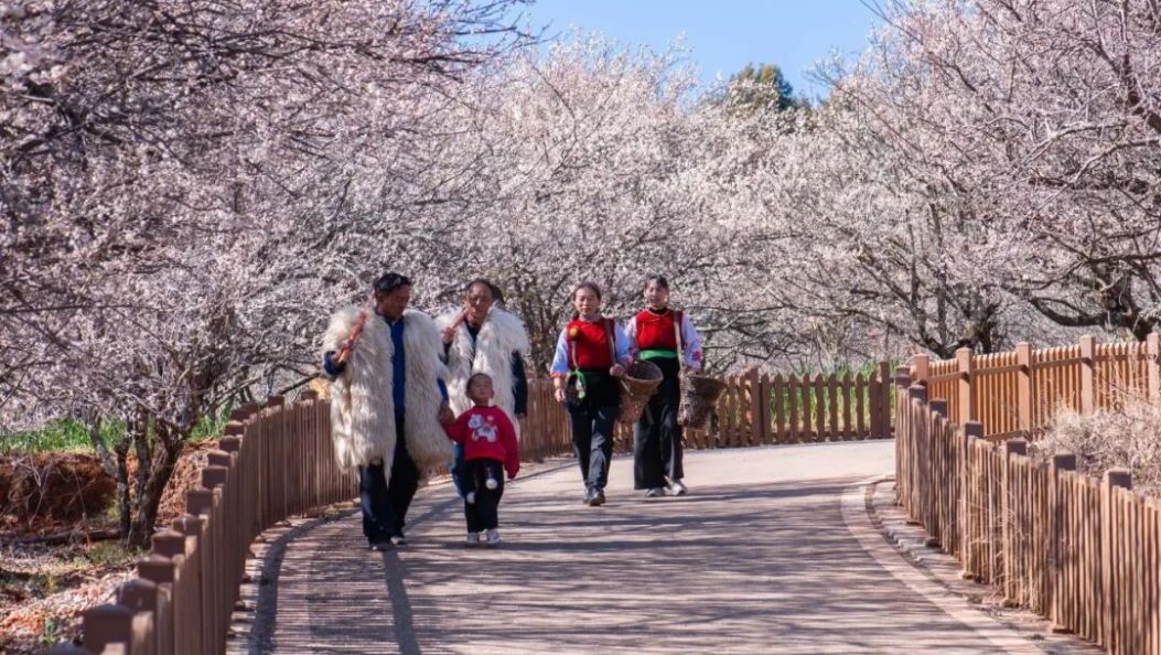 赏梅、品咖啡、看非遗、T台秀......洱源万亩梅林等你来！