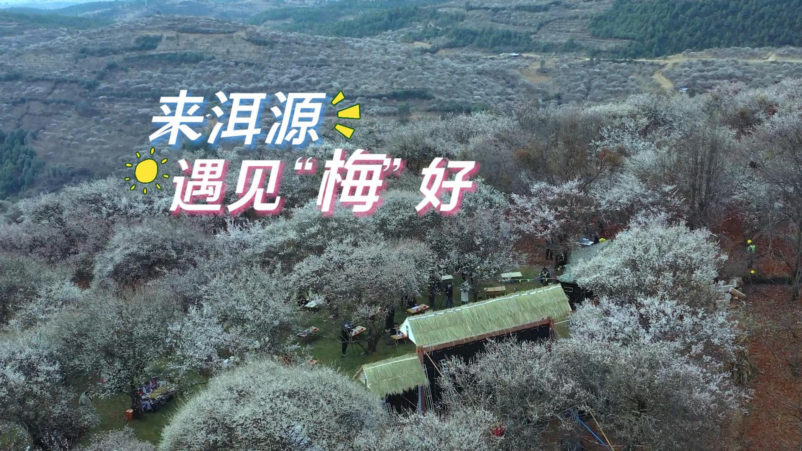 来洱源遇见“梅”好#在大理爱上生活