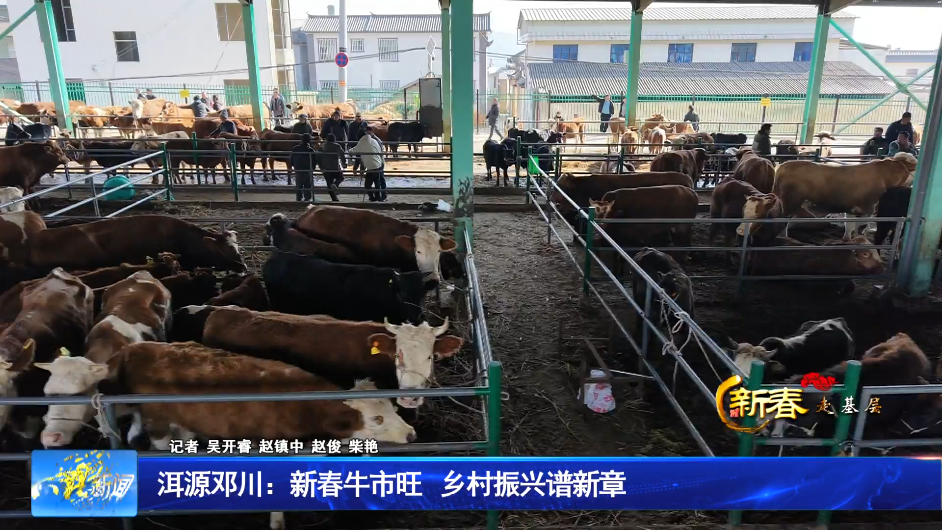 洱源邓川：新春牛市旺 乡村振兴谱新章