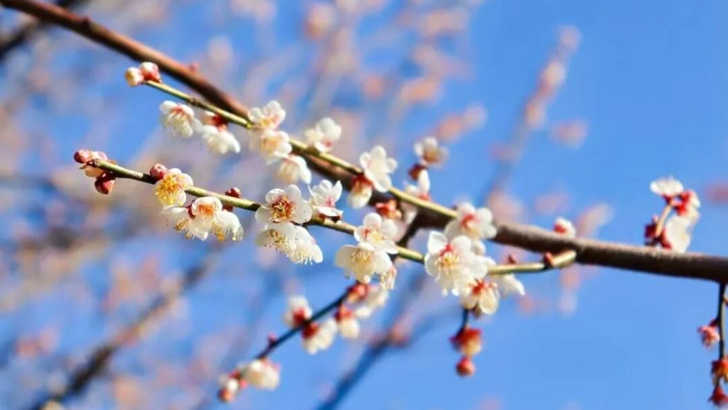 万亩梅海绽放！2026年洱源梅花文化季启幕