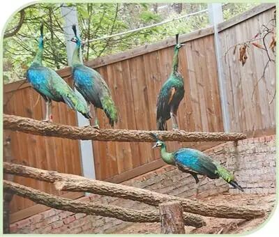 《人民日报》点赞大理→