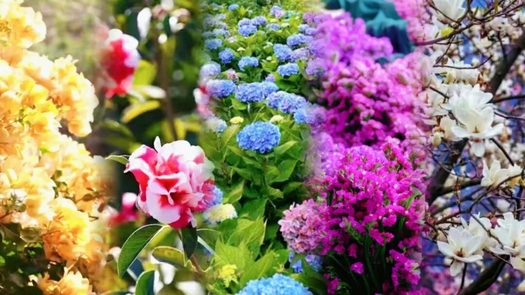 一朵鲜花绽放的“美丽经济”  | 马年有 “理”，午午生辉🧧