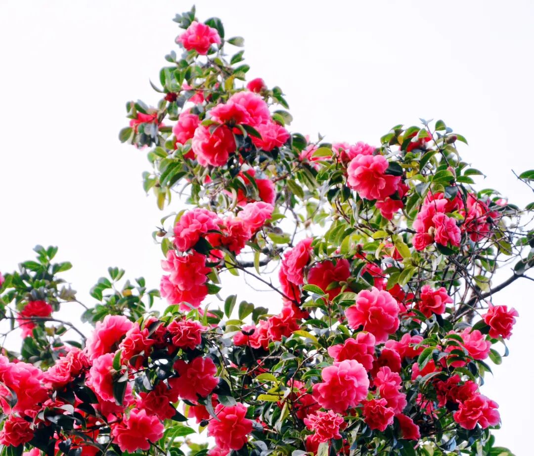 世界最高人工栽培古山茶正值最佳观赏期，就在大理巍宝山，快来看