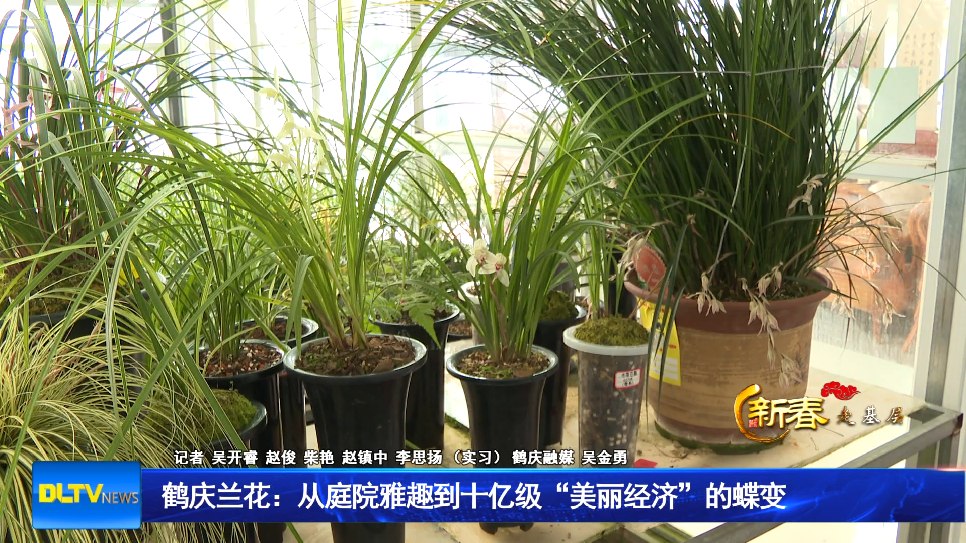 鹤庆兰花：从庭院雅趣到十亿级“美丽经济”的蝶变