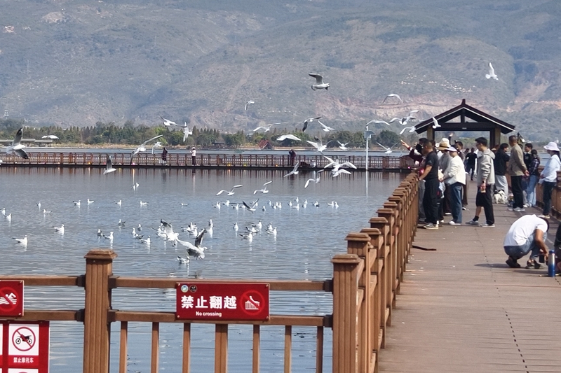 新春走基层|山朝水朝,不如人来朝——异龙湖畔感受高原湖泊治污成果 新春走基层|山朝水朝,不如人来朝——异龙湖畔感受高原湖泊治污成果
