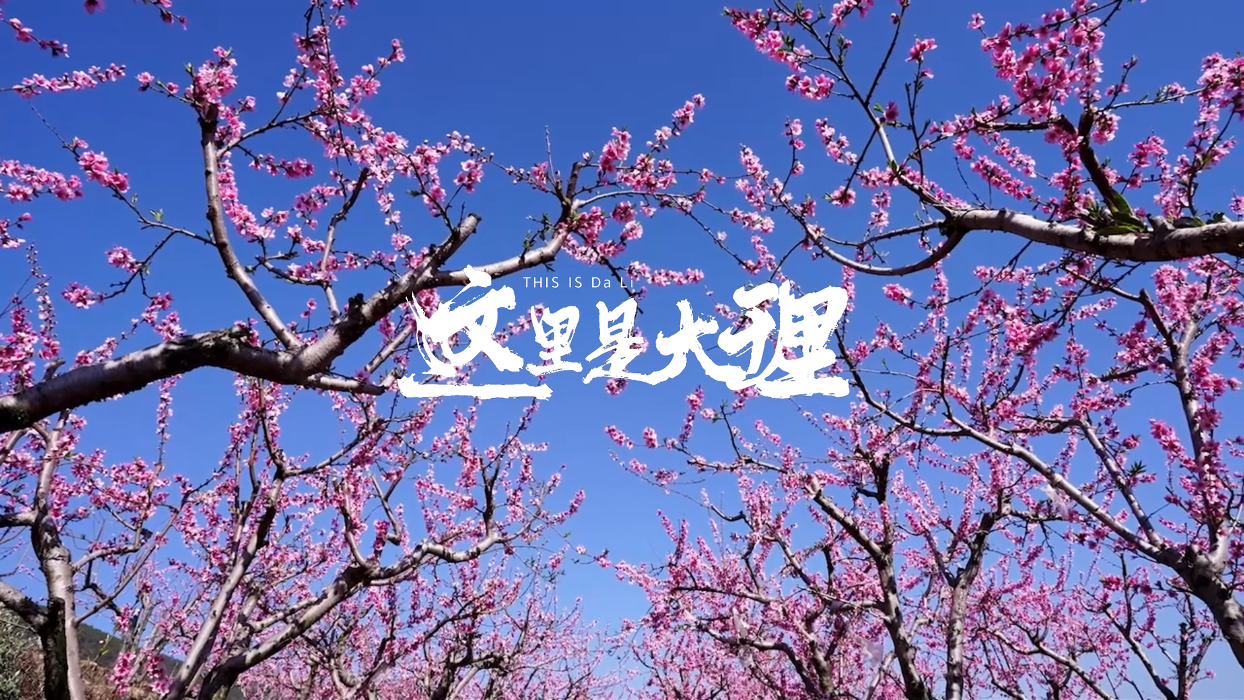 #在大理爱上生活 雾本桃花开，春风入梦来 #这里是大理 #人类心灵栖居地