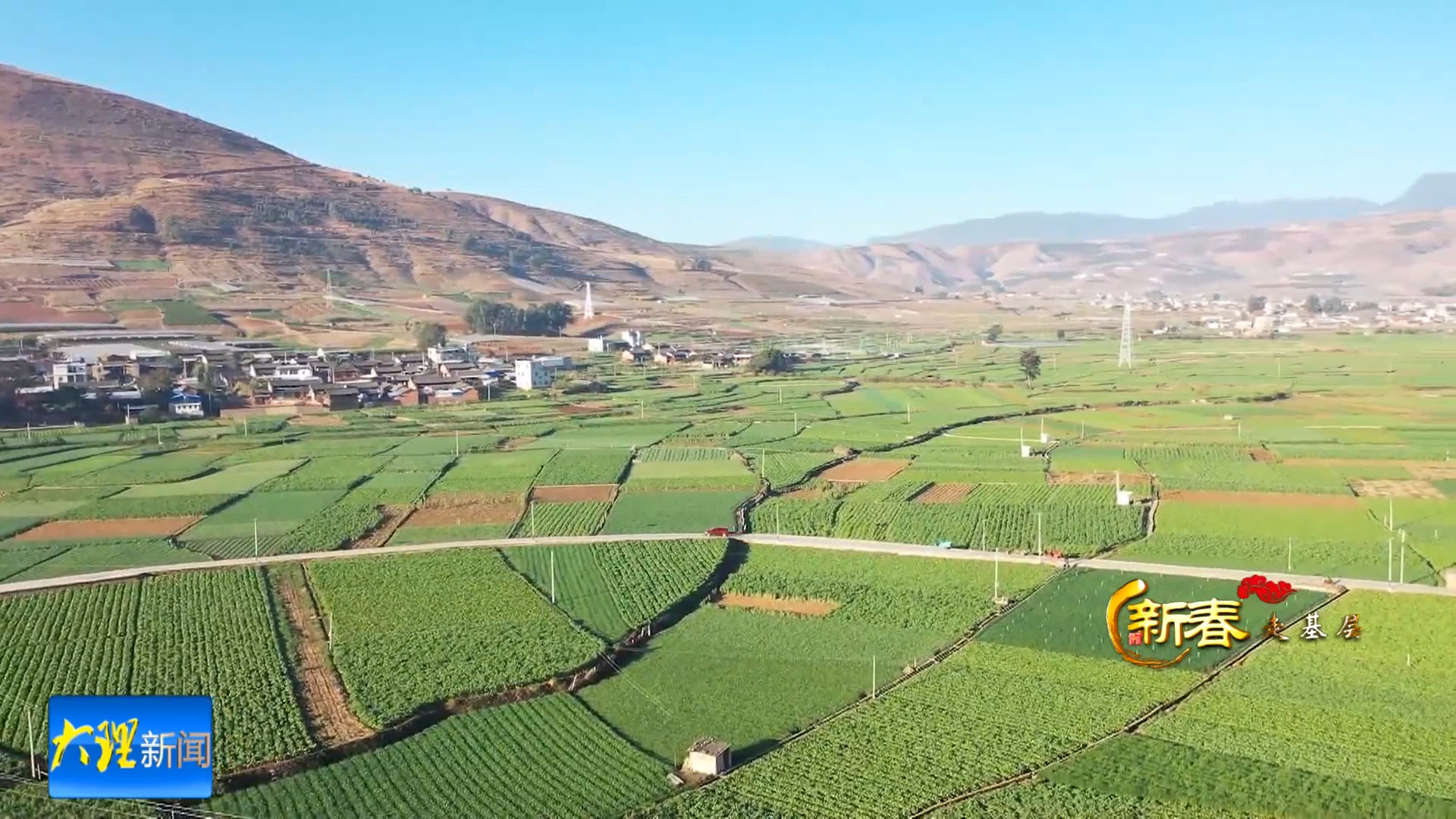 宾川贡菜：冬日闲田里的“绿色黄金” 一年撬动上亿产值