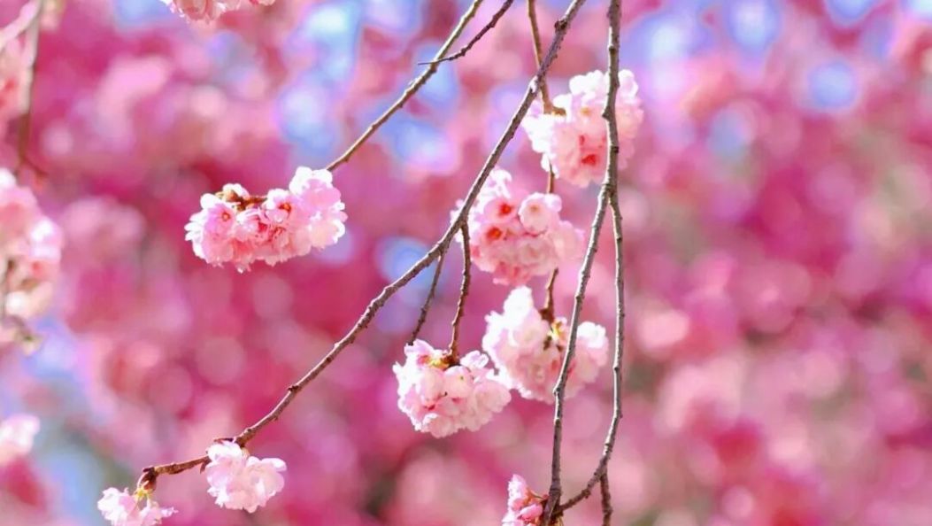 世界花园，大理之旅！