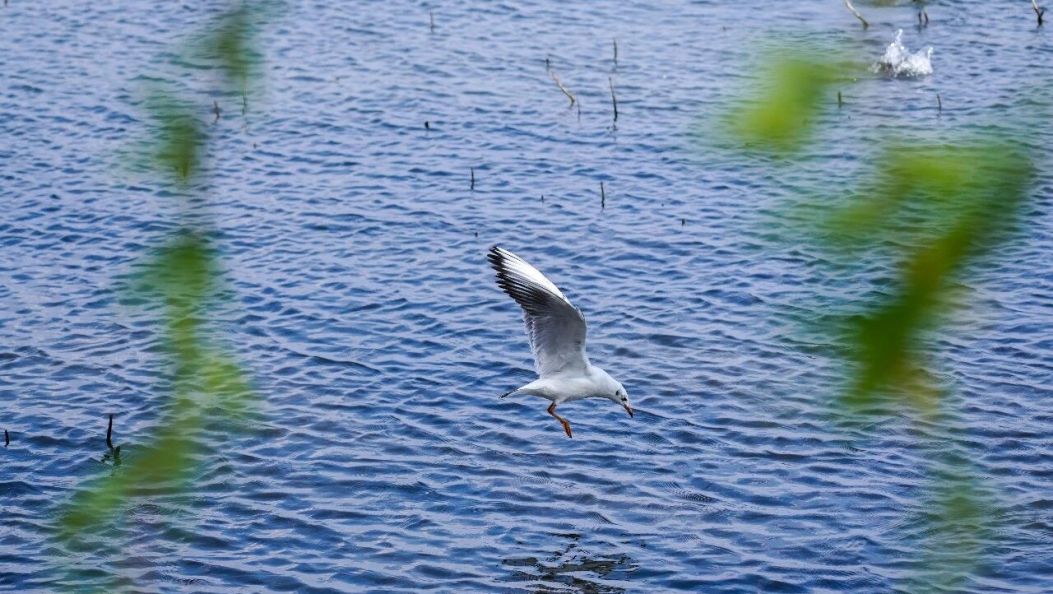 春游大理，这些村落太美了！