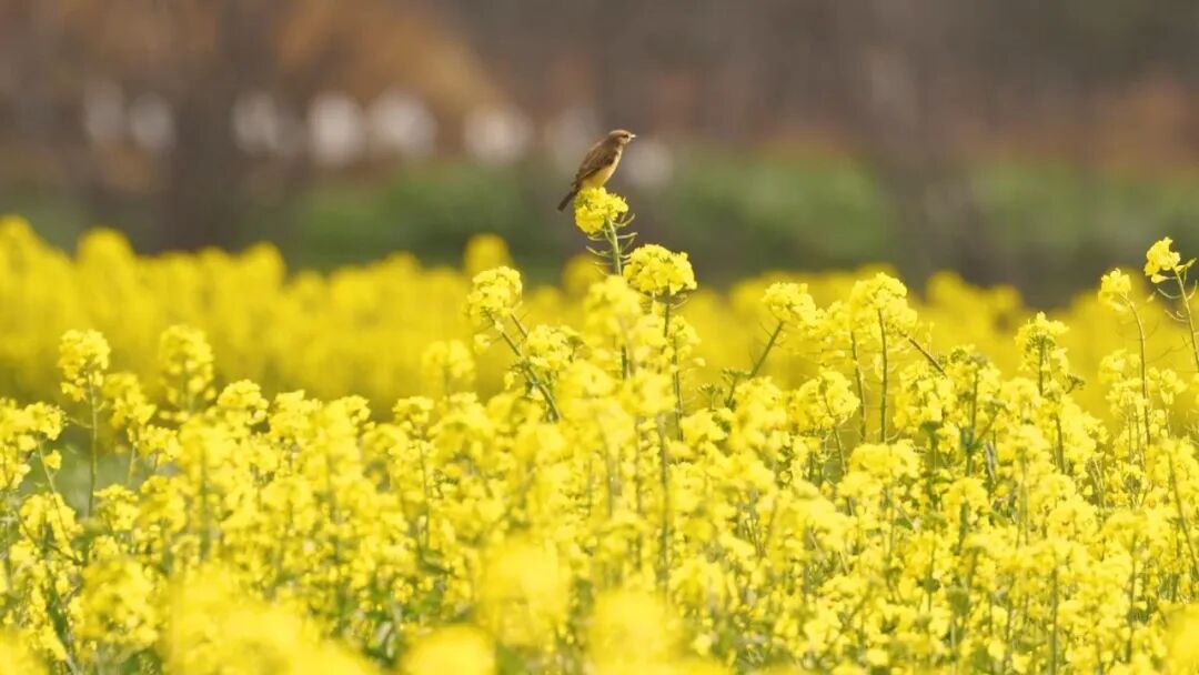 被大理的春天硬控了！是花海，是仙境，是一眼就沦陷的金色梦境~