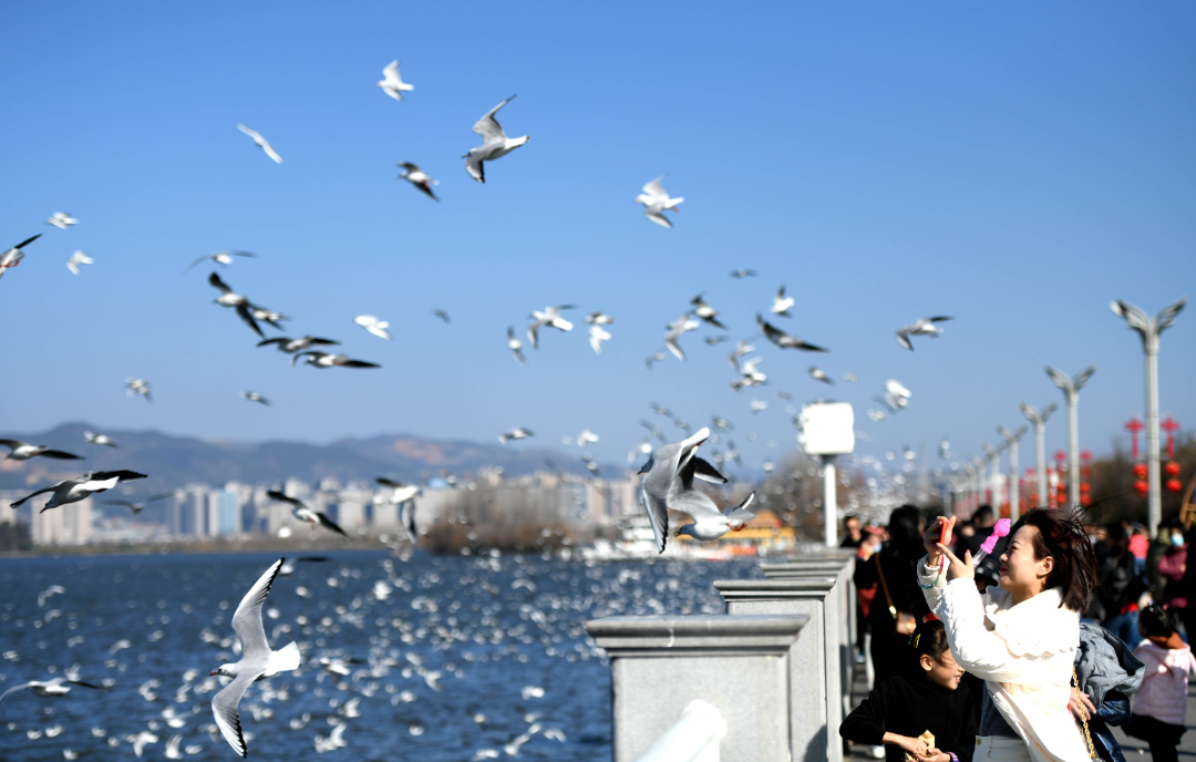 海鸥  海埂大坝111.jpg