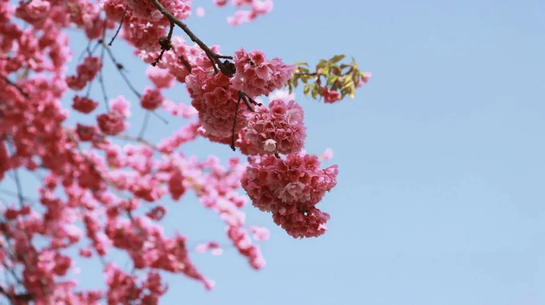 大理公交关于开行赏樱专线定制公交的通告