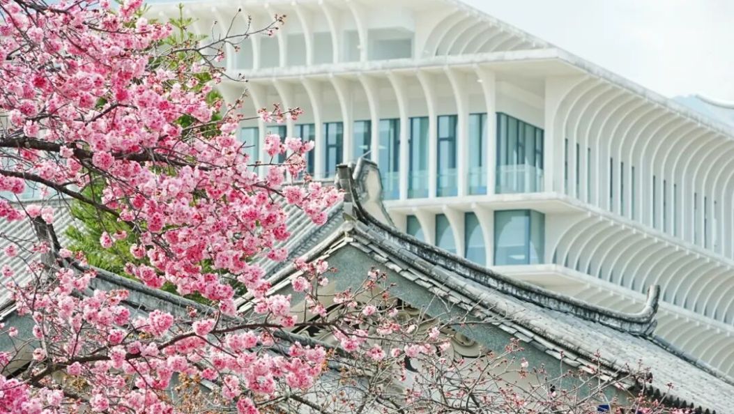 大理大学开放4天！走，赏樱花去~~~