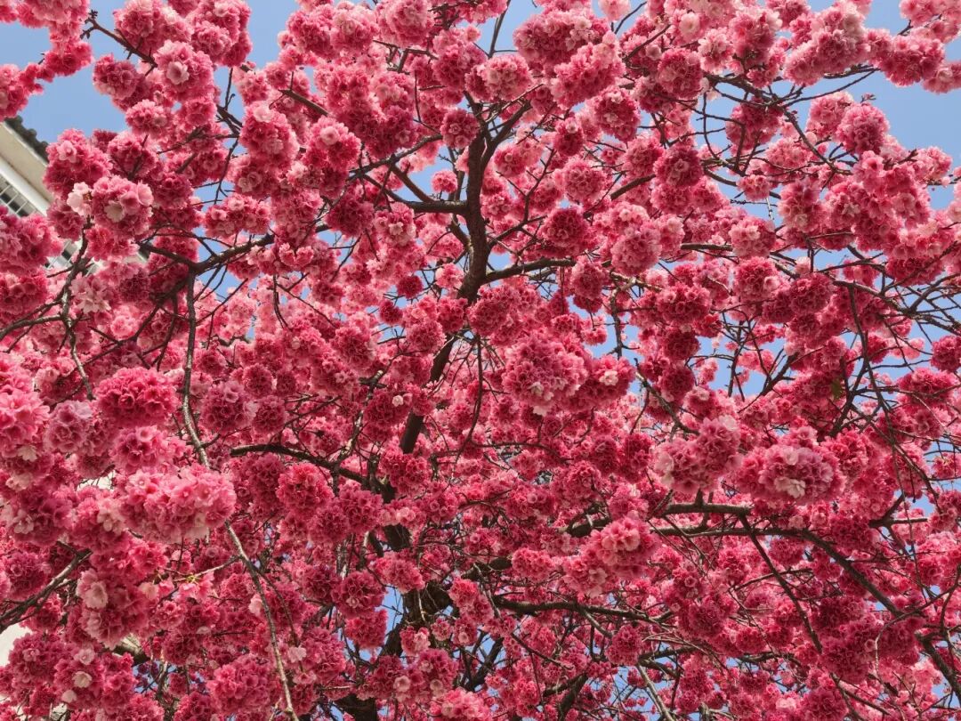 三月理大，“樱”你而来！等你奔赴这场粉色约会