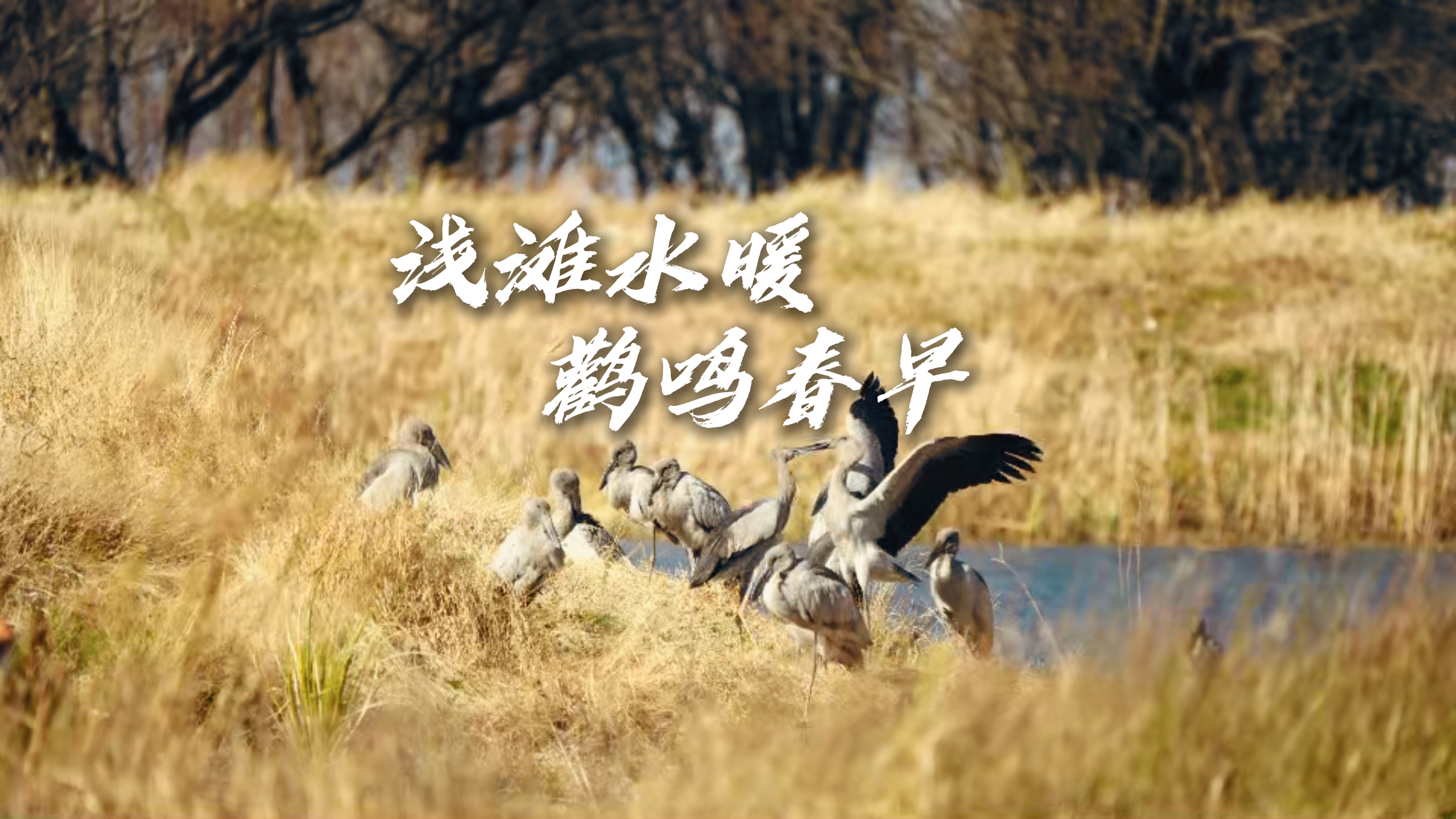 #在大理爱上生活  浅滩水暖 鹳鸣春早——这是大理最温柔的换季  #这里是大理 #人类心灵栖居地大理