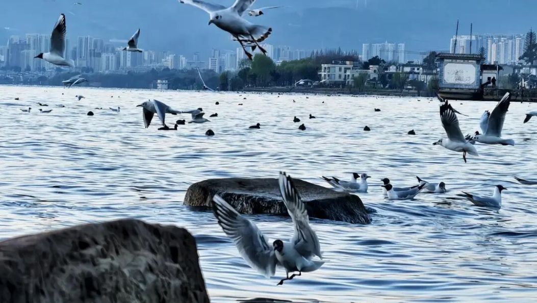 陈真永：让旅居者“发光发热”，来了就是大理人