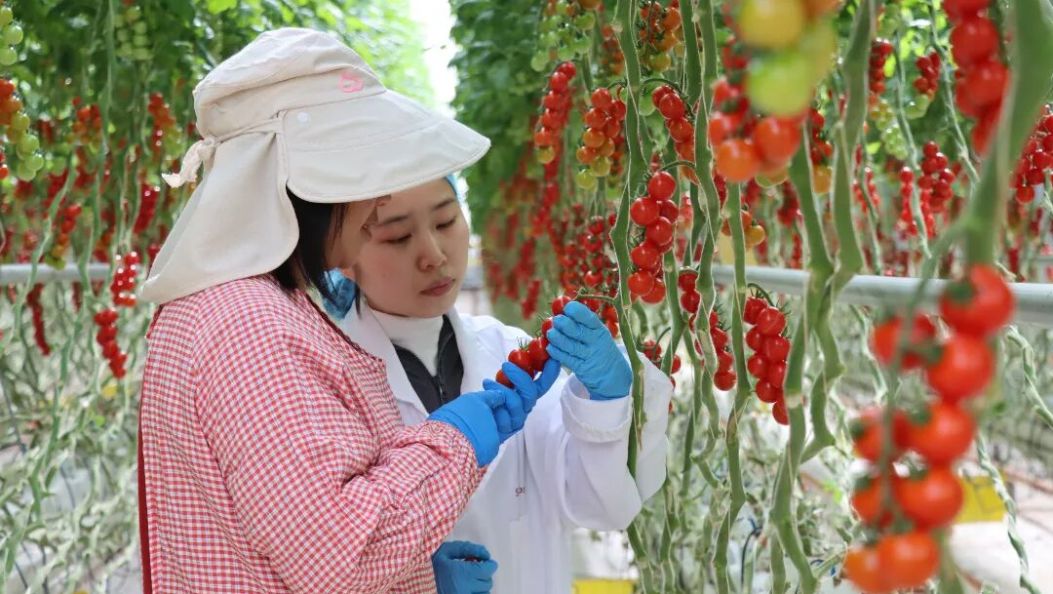 青春在田野上闪光，“90后”女孩在弥渡追寻“数字农业梦”~