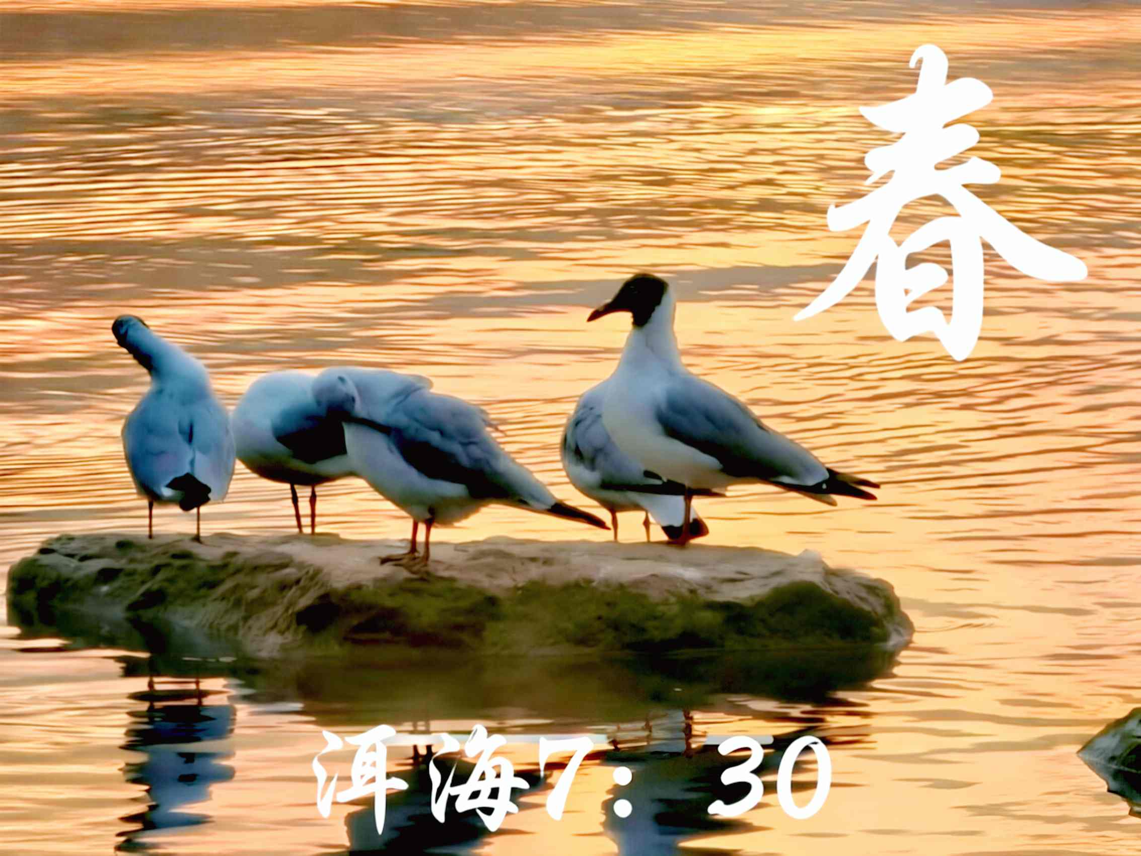 《春·洱海7:30》：春日的洱海，生中的生灵——水鸟，最生动，也最愉快。有在苇丛梳理华美的羽毛的，有在澄澈水中捕食鱼虾，有成群结队在青石上嬉戏的，还有在蔚蓝天空