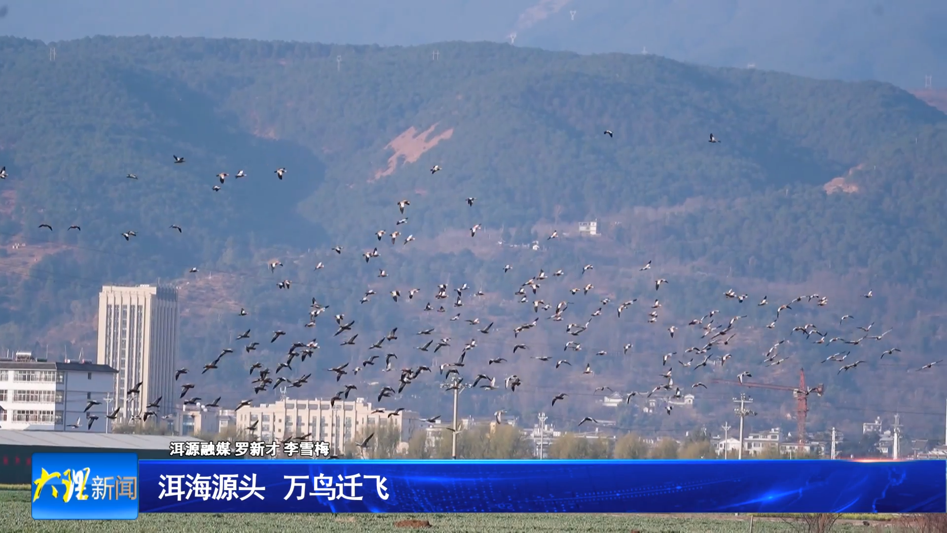 洱海源头 万鸟迁飞