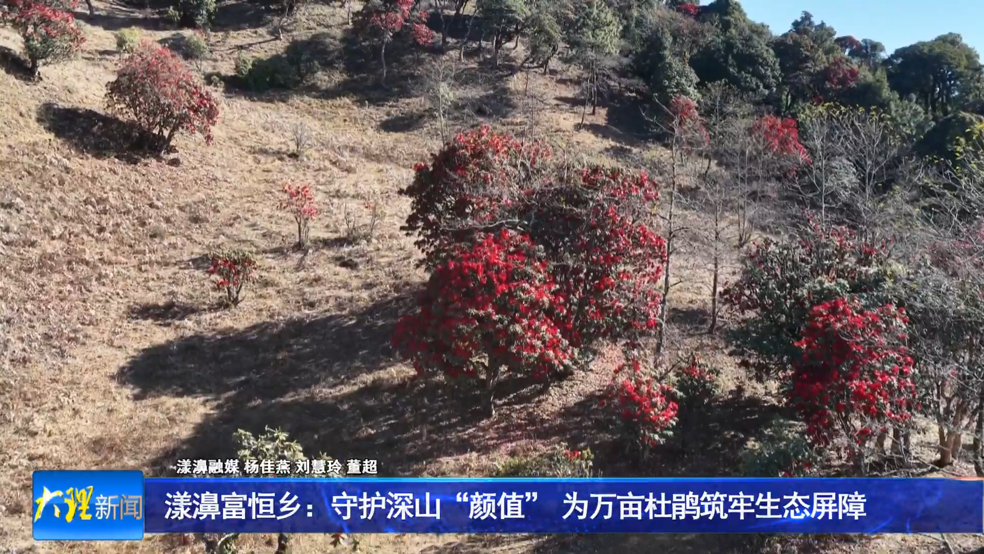 漾濞富恒乡：守护深山“颜值” 为万亩杜鹃筑牢生态屏障