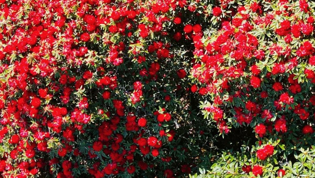 云南这些“树中顶流”，你认识几个？